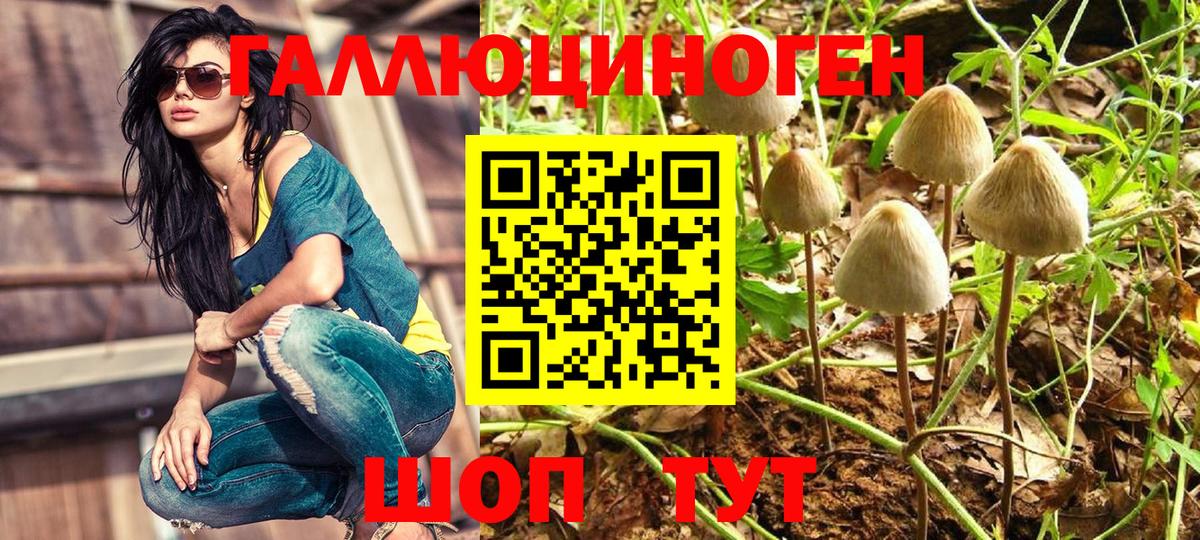Галлюциногенные грибы Psilocybine cubensis Крымск